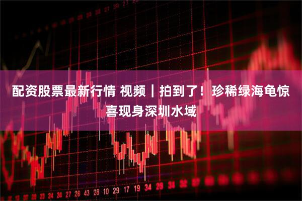 配资股票最新行情 视频｜拍到了！珍稀绿海龟惊喜现身深圳水域